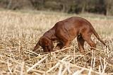 SETTER IRLANDAIS 495